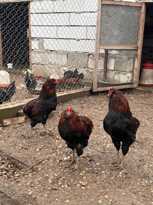 Vând cocoși araucana potârnichiu