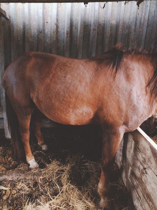 Продам двухлетку