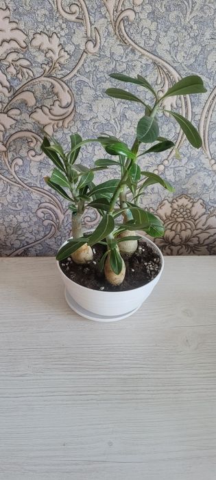 Продам комнатные цветы
