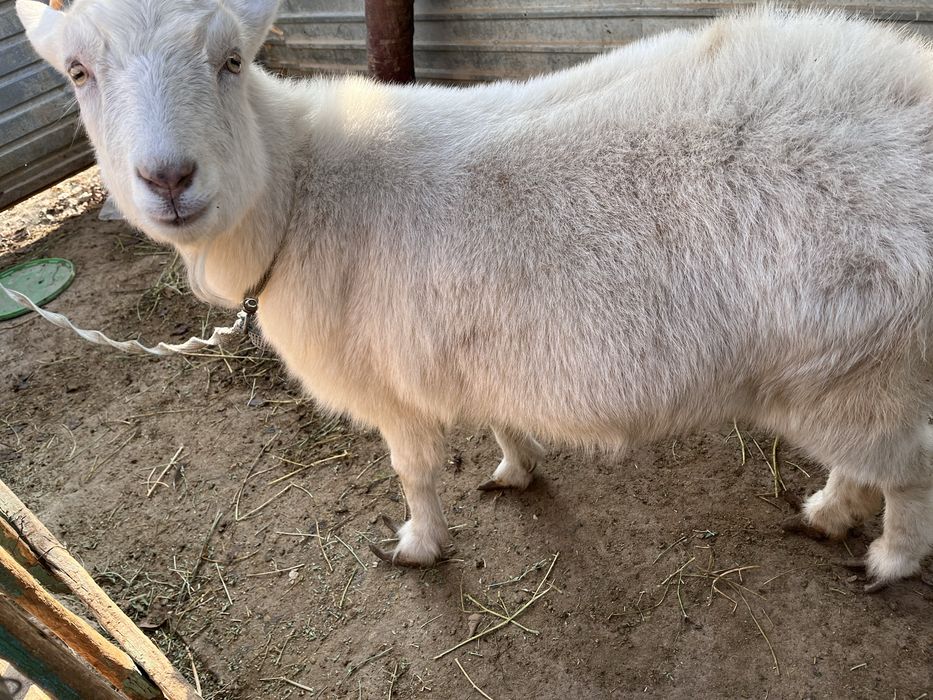 Орыс ешкі 2  баласымен