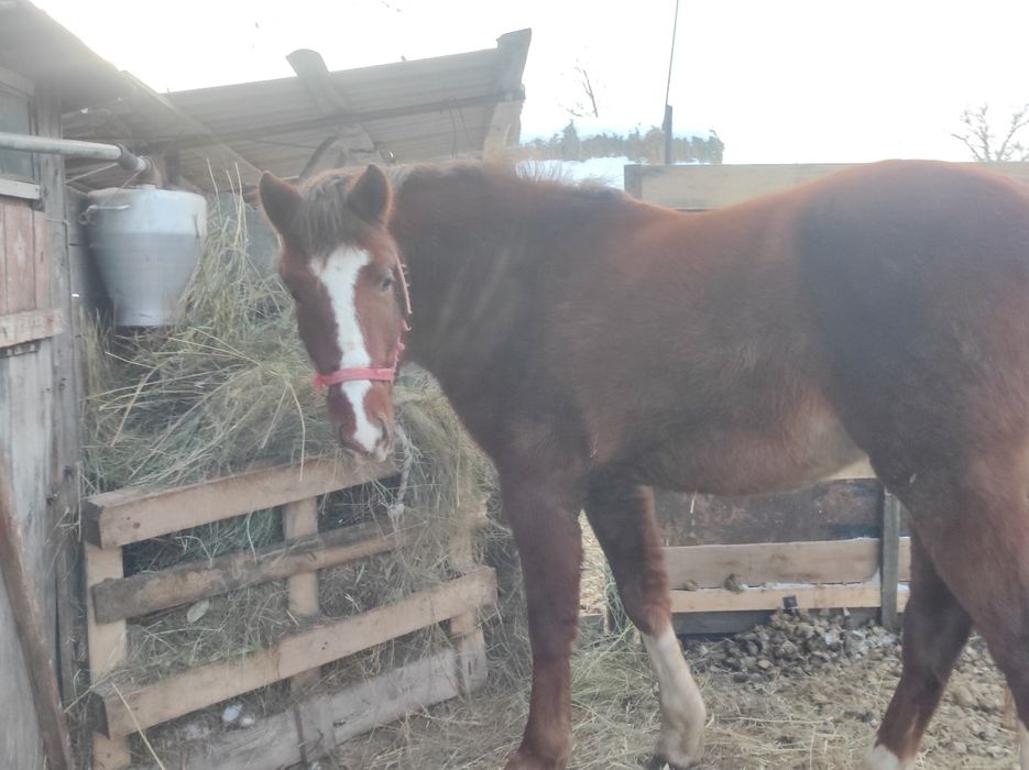 Продам жеребцов 3,5 года