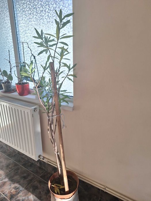 Leandrii de interior