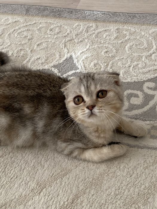 Котёнок Шотландский