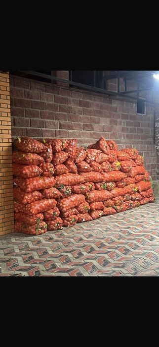 Продам лук по 20 тг за кг. Самовывоз