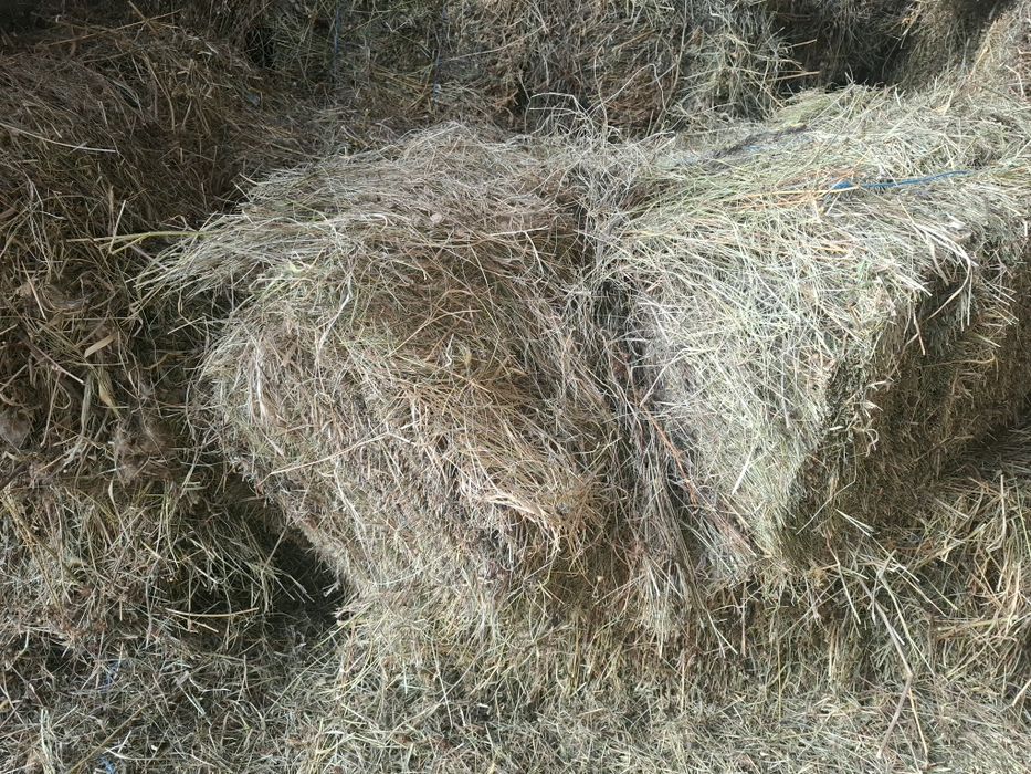 Baloti fan si lucernă