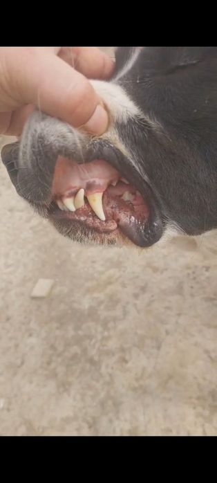 Алабай бір жаста