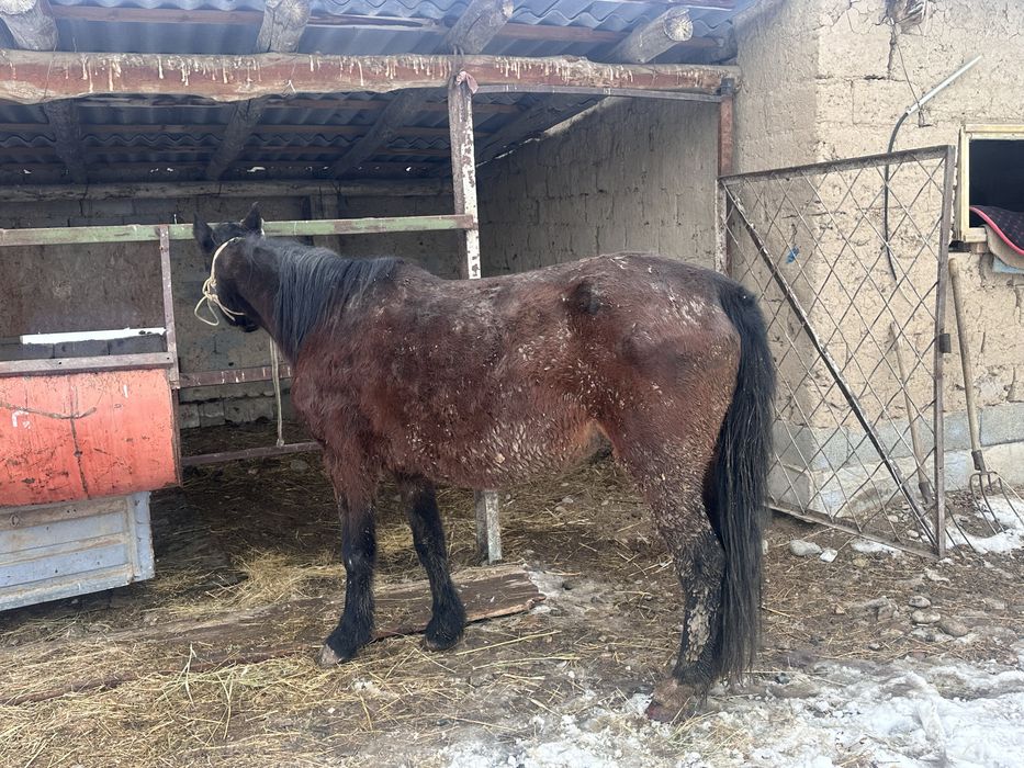 Бордакы бие семіз бие