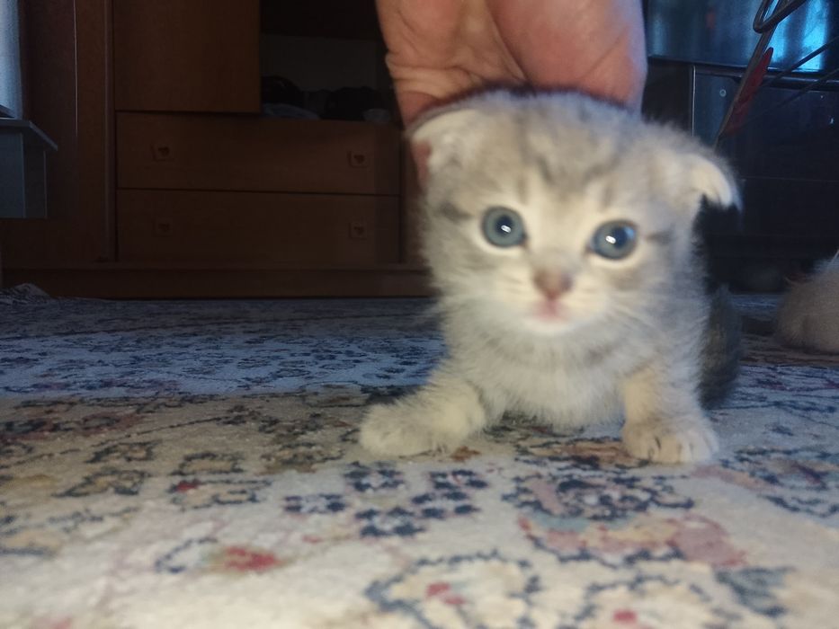 Породистые котята