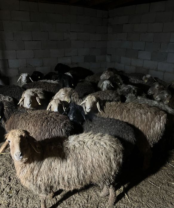 Кой сатамын токть семез казакиы