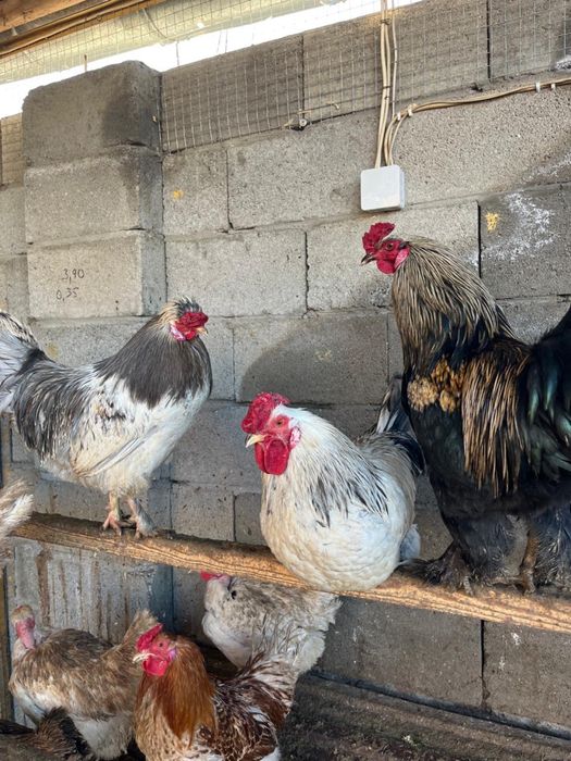 Петухи полубрам