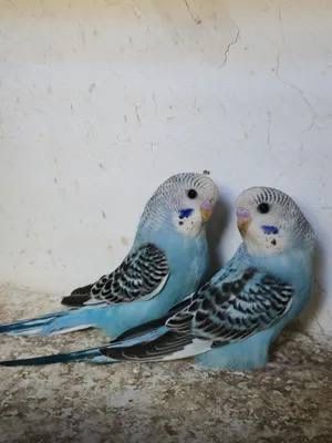 valnistila sotiladi tayyor parla