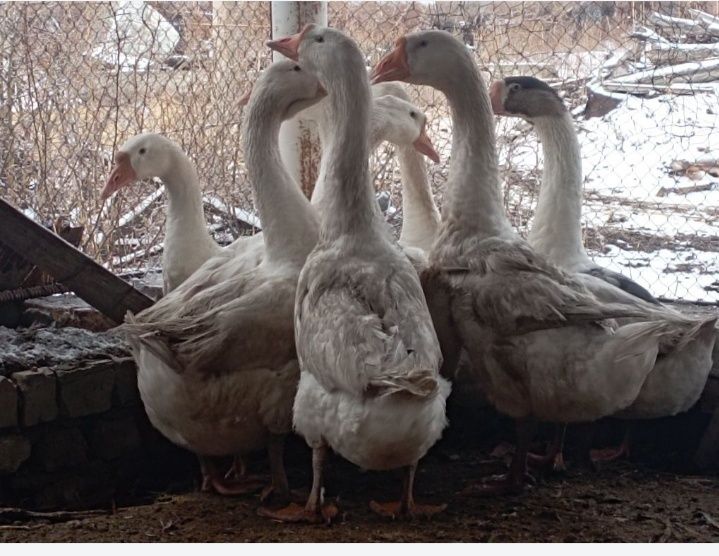 Қаздар сатылады туып тұрған семіз семіз