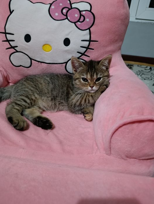 Скотиш страйит мушикча сотилади