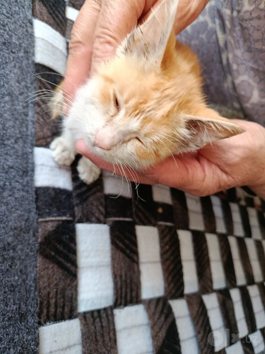 Отдадим котенка в добрые руки бесплатно.