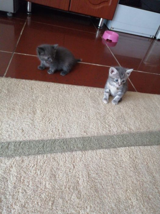 Котята в добрые руки Срочно