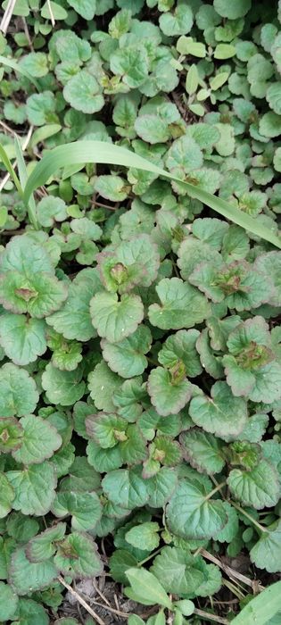 Газон будра плющевидная