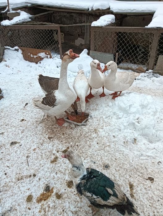 Продаются гусиные яички по 700т