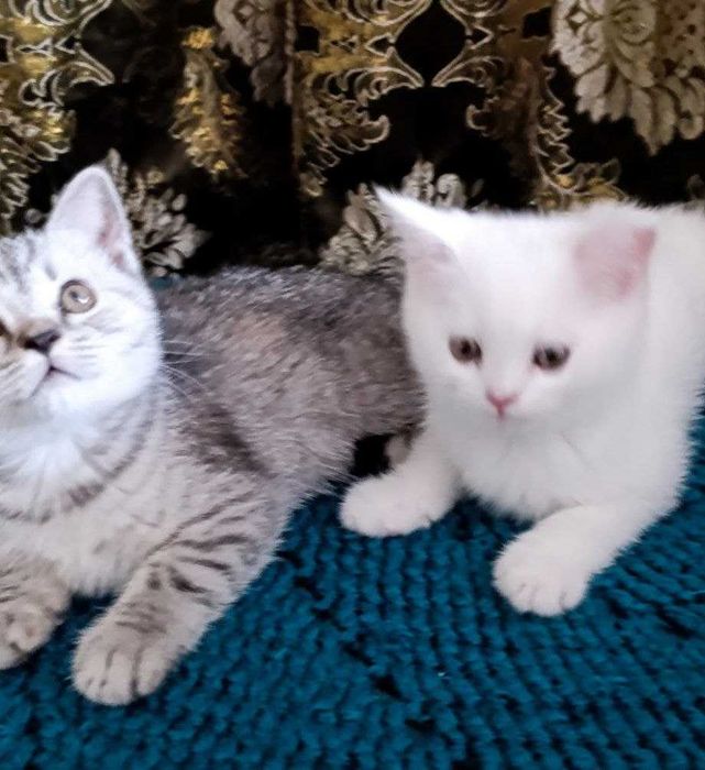 Очаровательные котята-девочки ищут заботливый дом