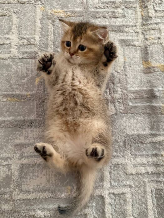 Продаётся котёнок Scottish Straight