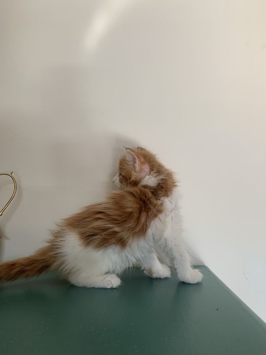 малышки мейнкун (девочки ) с родословными