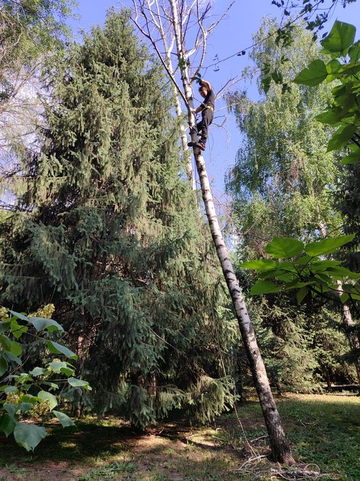 Спил деревьев не дорого