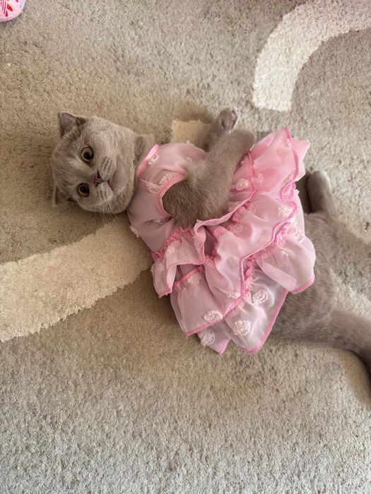 Продаются шикарные котята