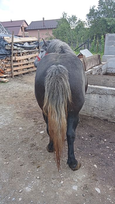 Mănză de vânzare