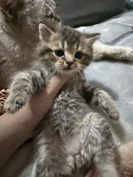 Котята 3 мальчик 3 девочек