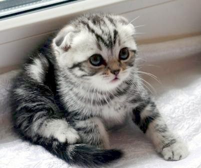 Котенок шотландский