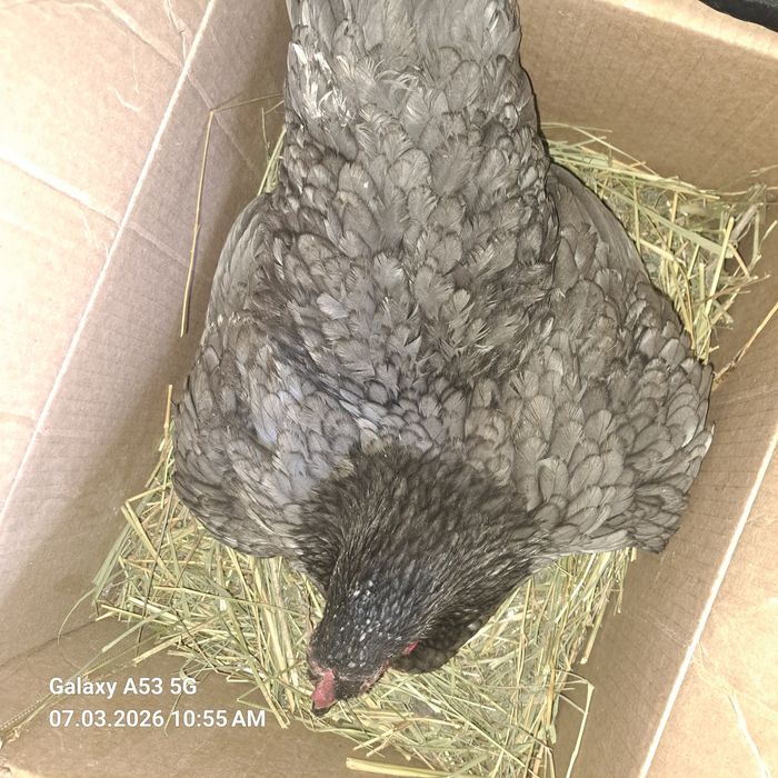 Продам Курицу квочку