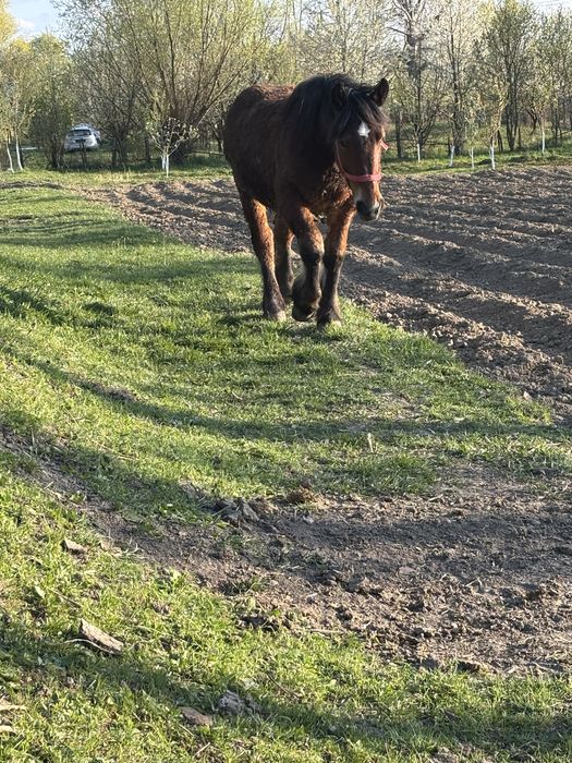 Vand o manza din doua