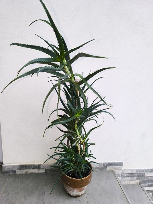 Plantă Aloe Vera