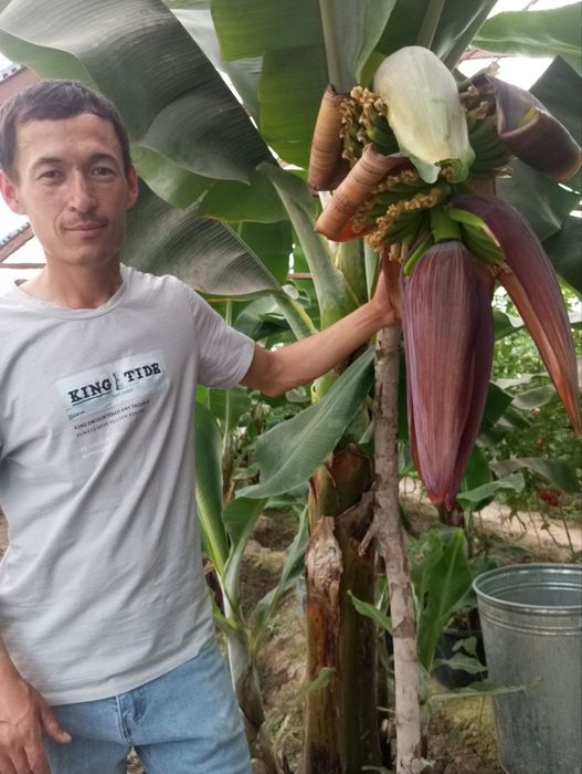 Karalivski banan Qizil banan Karlik pakana papaya koʻchatlari OPTOM