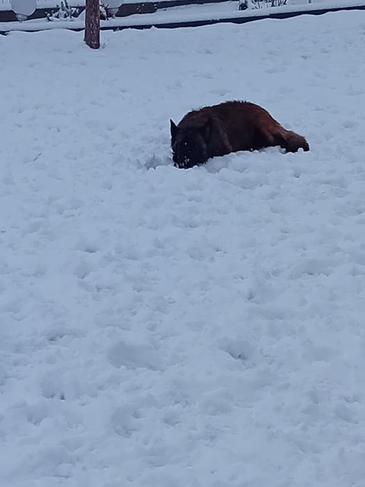 Femela Ciobanesc Belgian