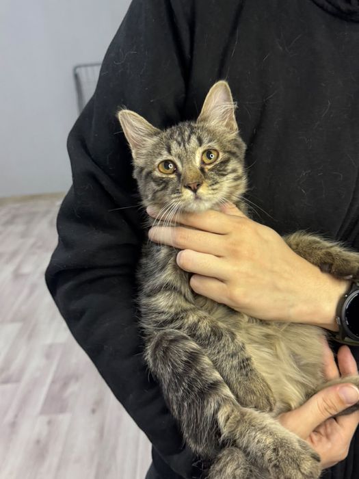 Котенок мальчик смесь мейкуна