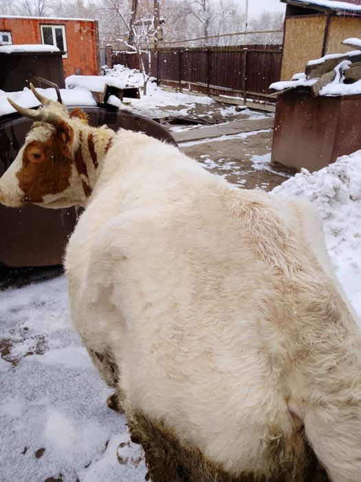 Продам        корову