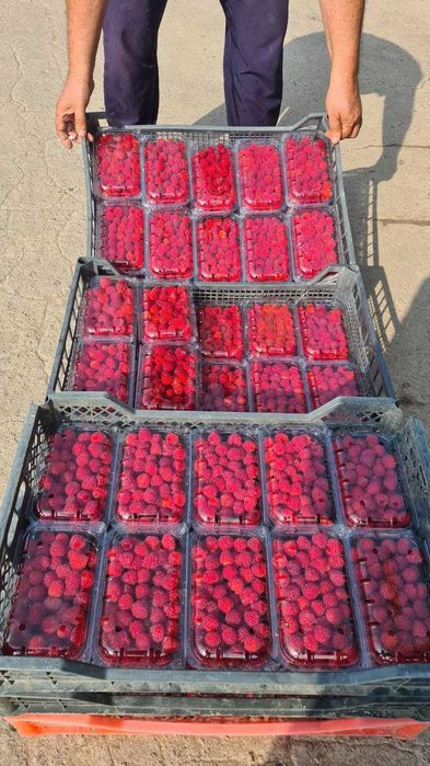 Ремонтатный Малина кочатлари сотувда