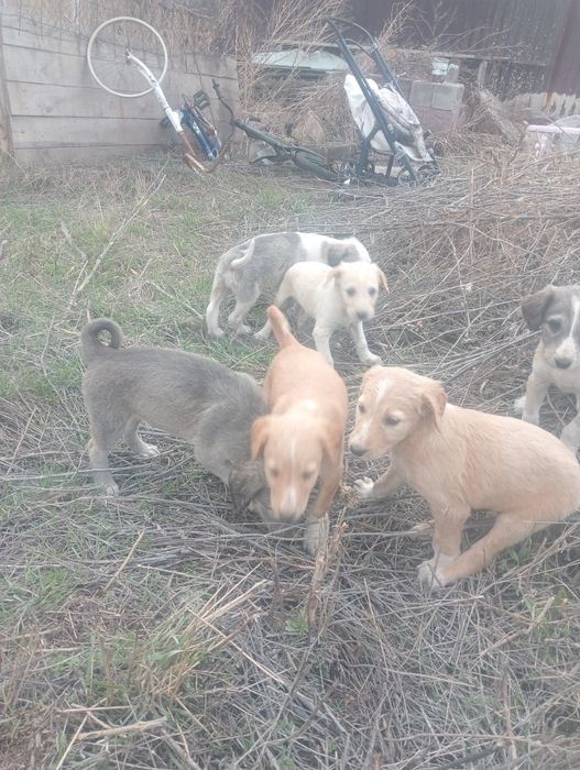 Шенки тазы продам