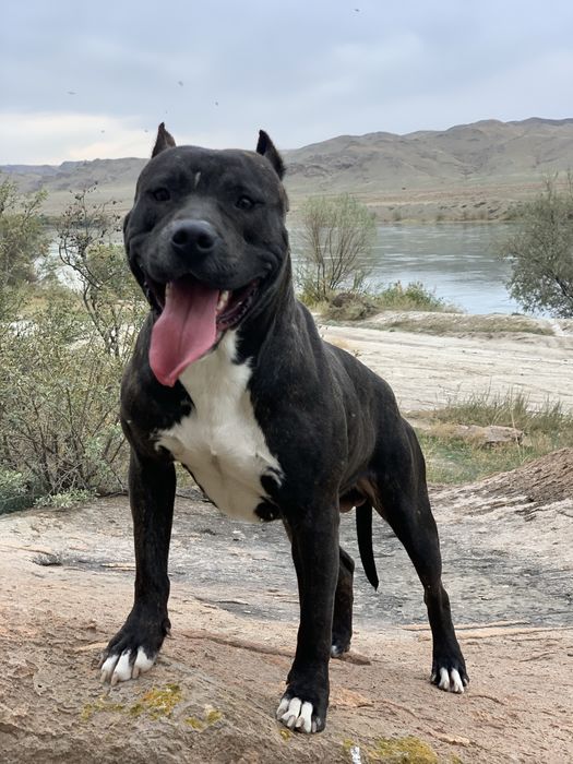 Вязка Американский Питбультертер