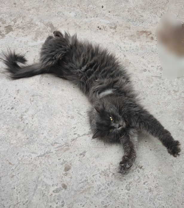 Heyland strayt qiz bola mushuk sotiladi