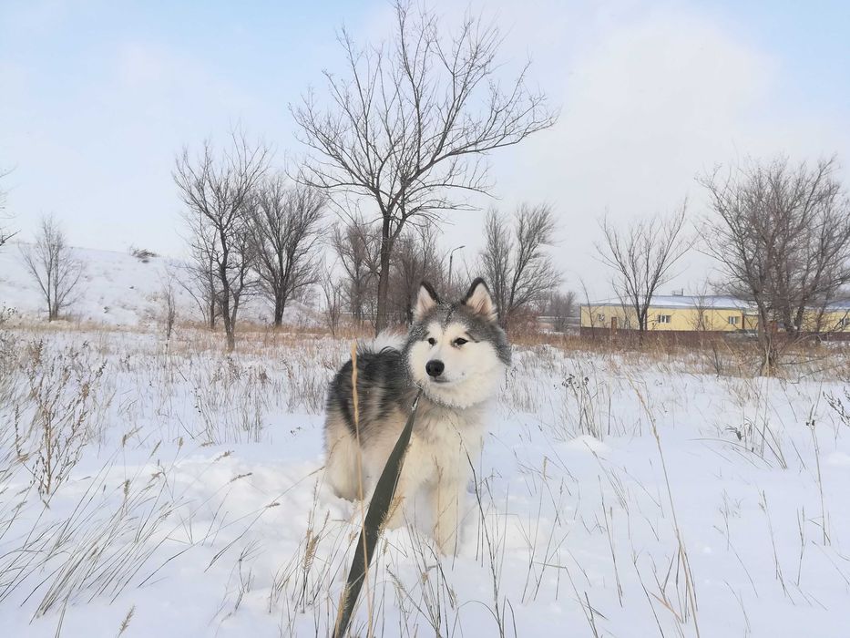 Аляскинский маламут (вязка)