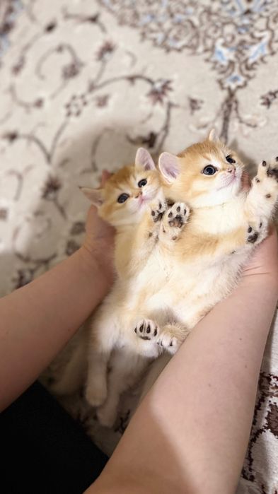 Чистокровная золотая шиншилла