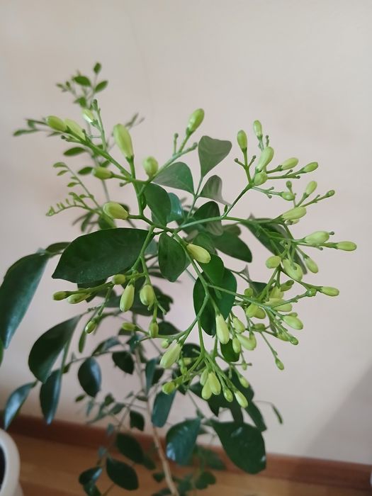 Муррайя метельчатая