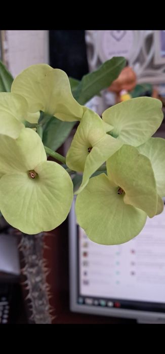 Молочай миля коллекционные сорта.Абайа