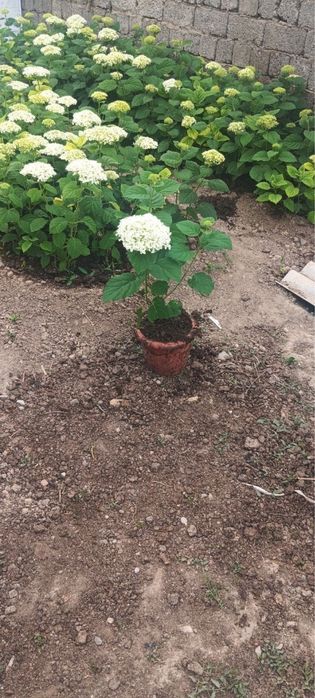 Gartenziya oq gul