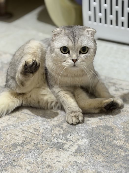 Ищем кота (мальчика) для ВЯЗКИ