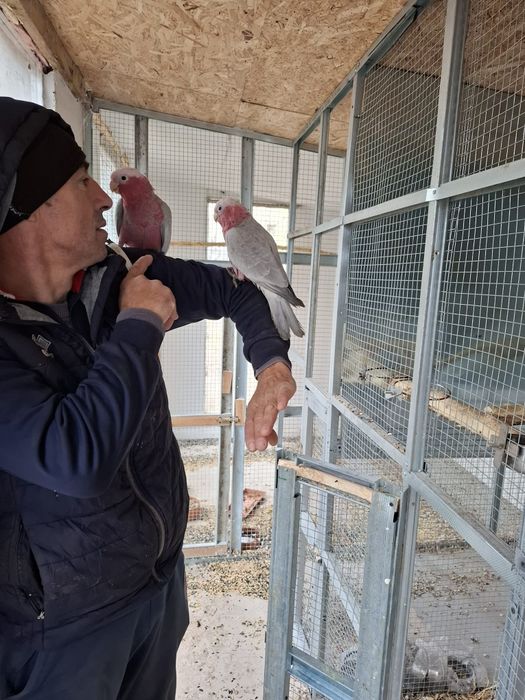 Vând  Amazon pereche  și roza kakadu  blânzi