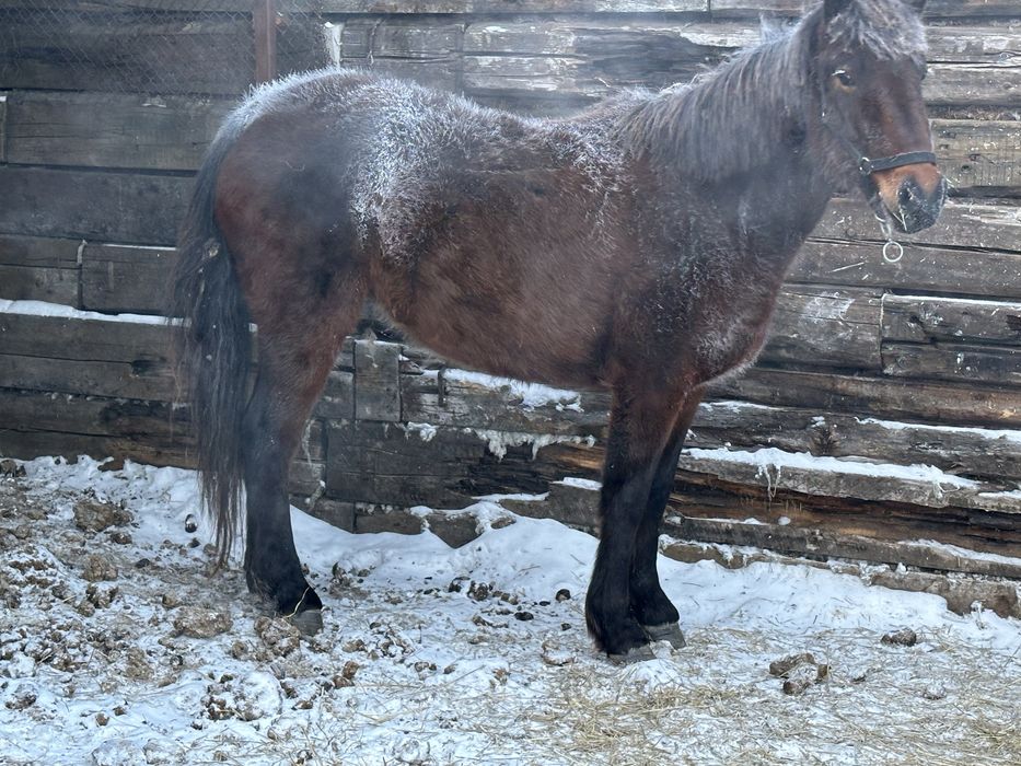 Продам кобылу молодая жеребилась один раз