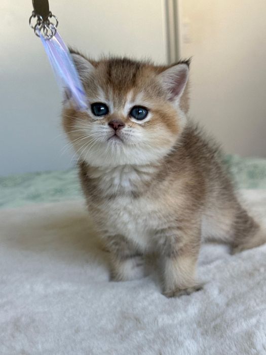 British golden ticked tabby