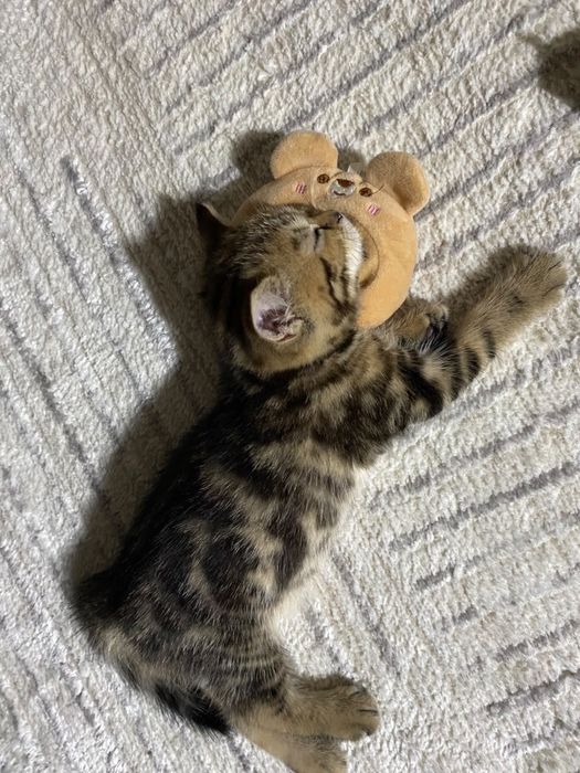 Котенок девочка